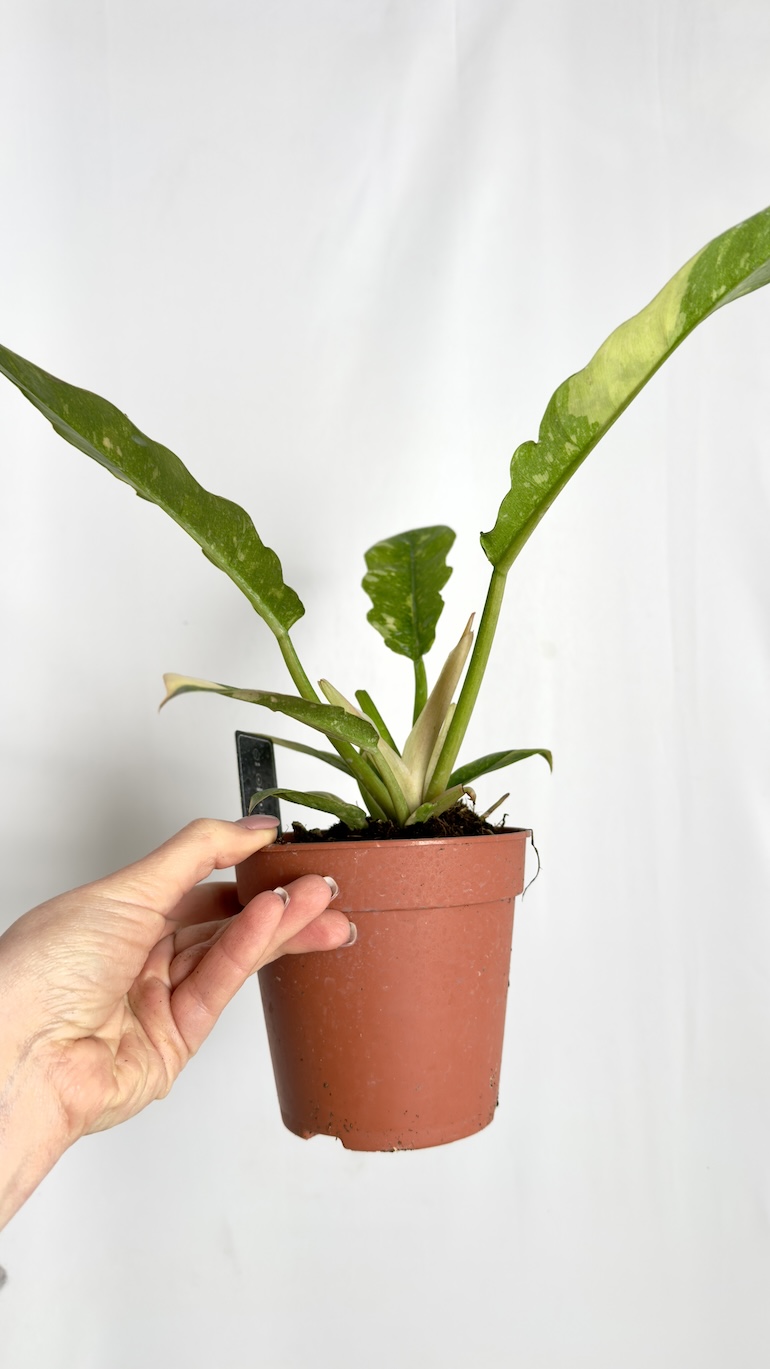 Philodendron Ring of Fire