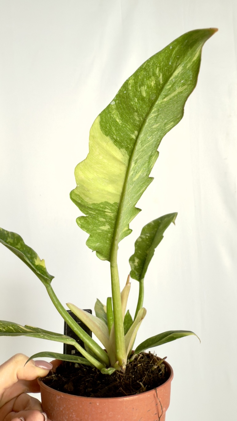 Philodendron Ring of Fire