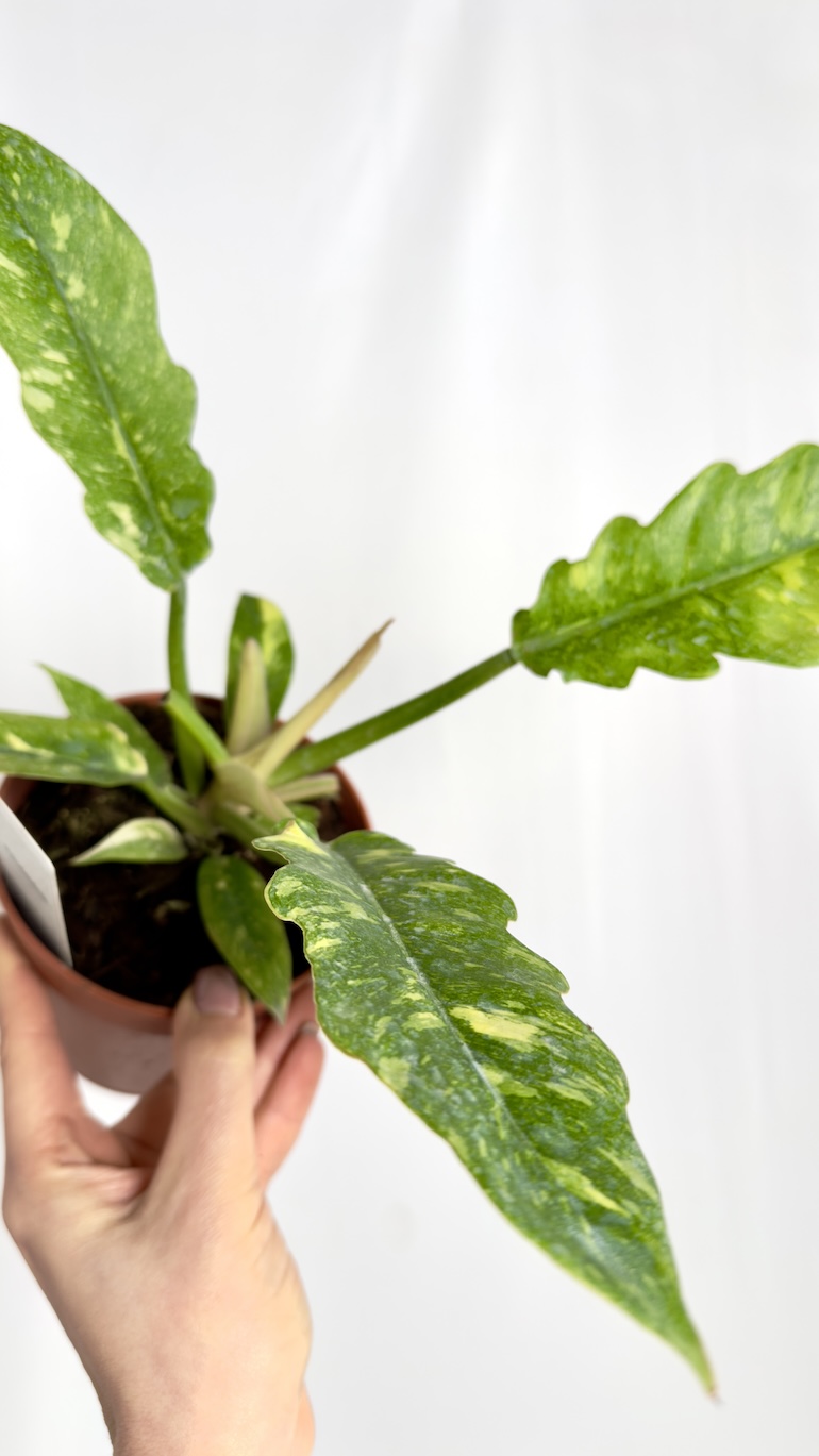 Philodendron Ring of Fire