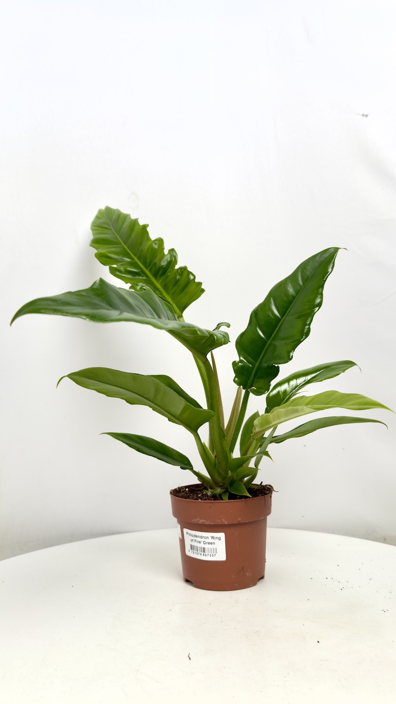 Philodendron Narrow Escape