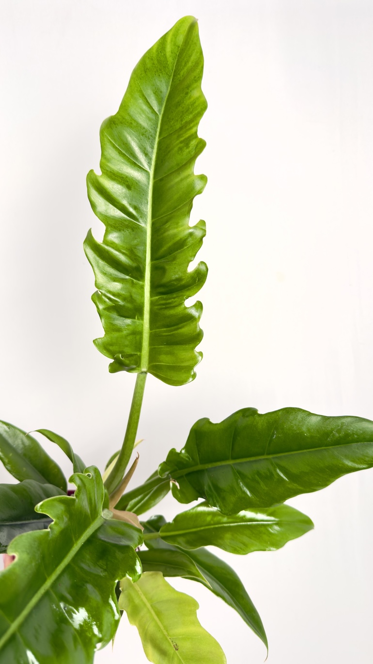 Philodendron Narrow Escape
