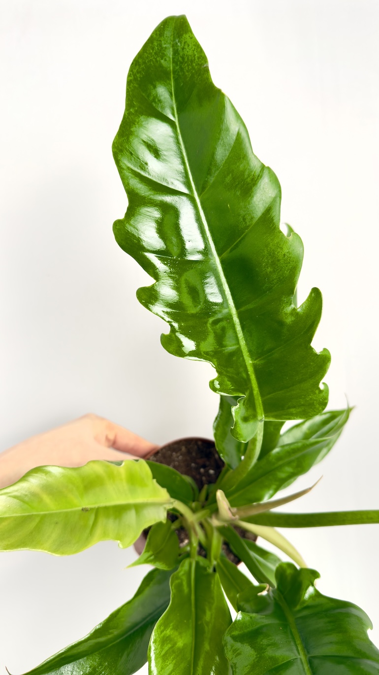 Philodendron Narrow Escape