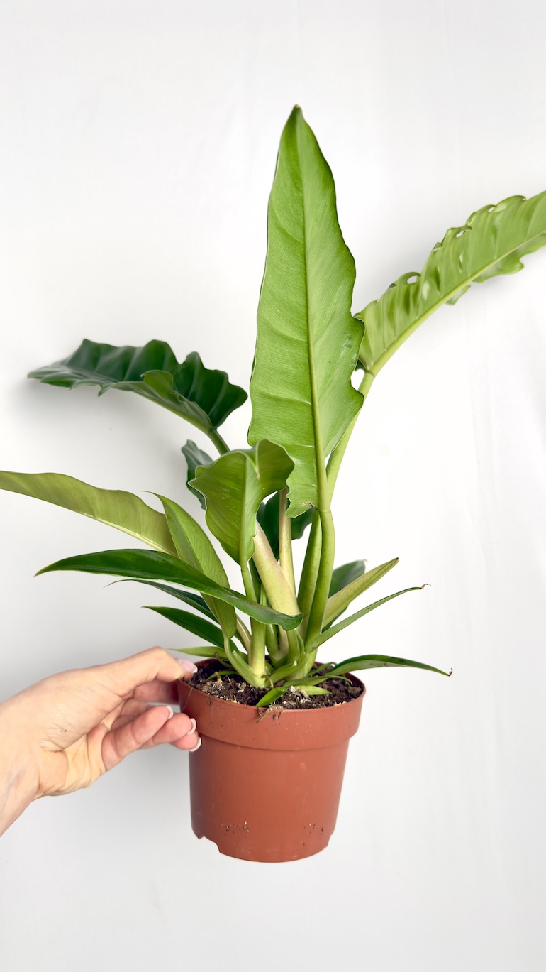 Philodendron Narrow Escape