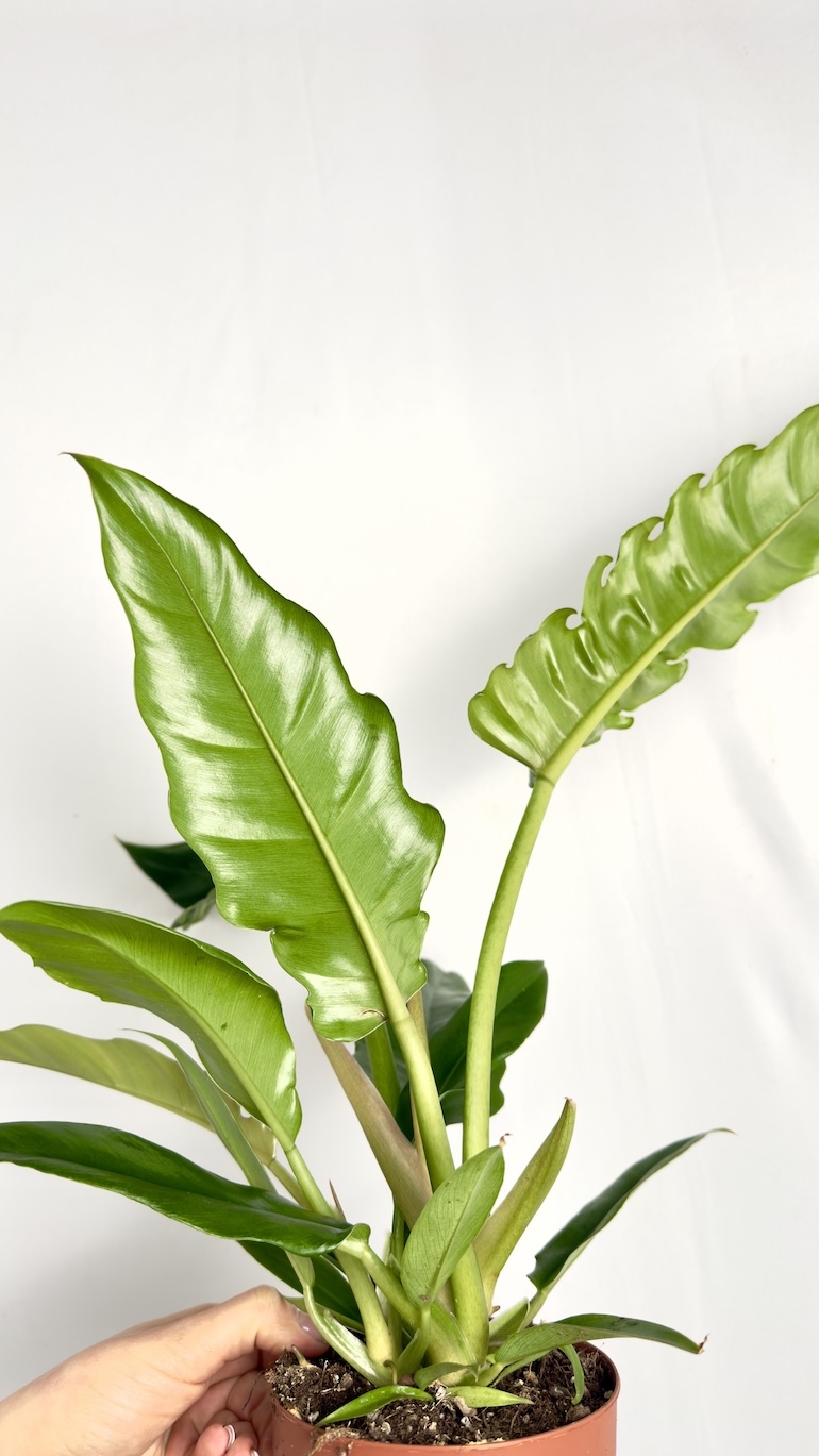 Philodendron Narrow Escape