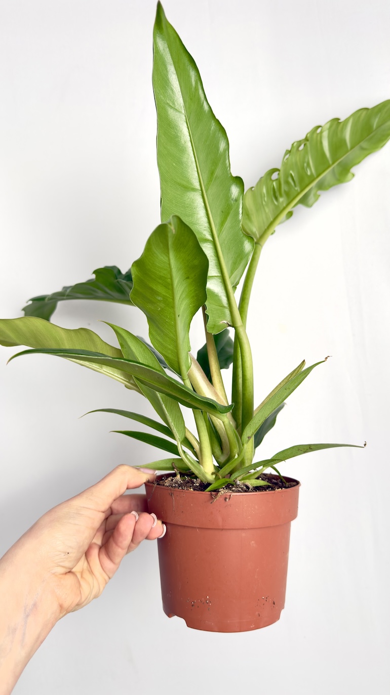 Philodendron Narrow Escape