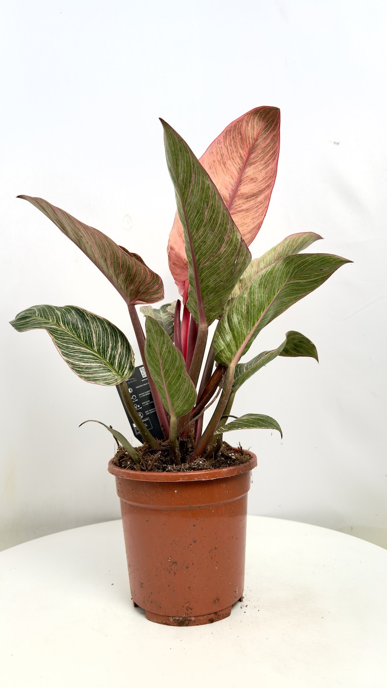 Philodendron Pink Bikini