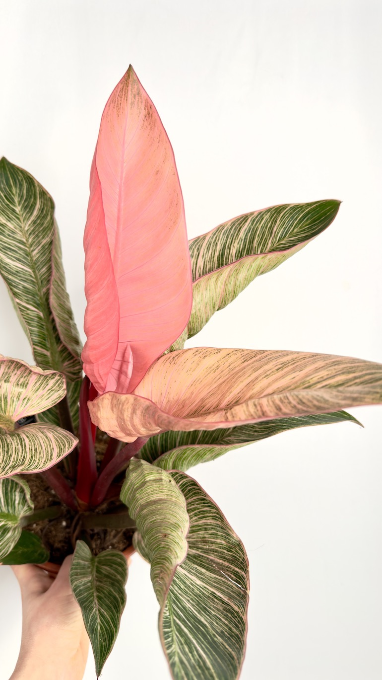 Philodendron Pink Bikini