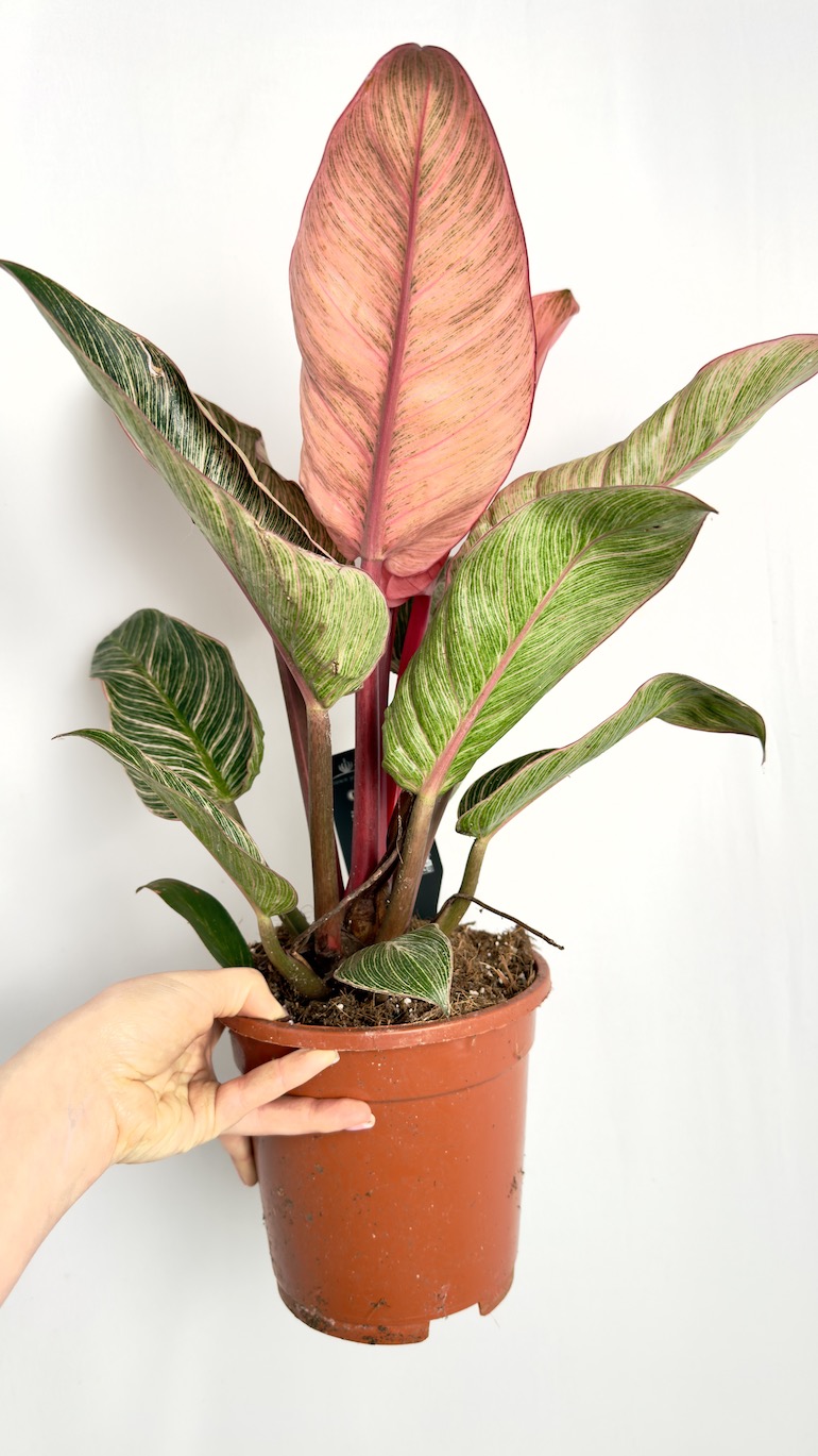 Philodendron Pink Bikini