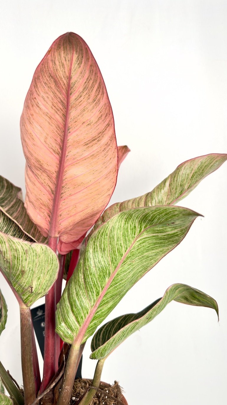 Philodendron Pink Bikini