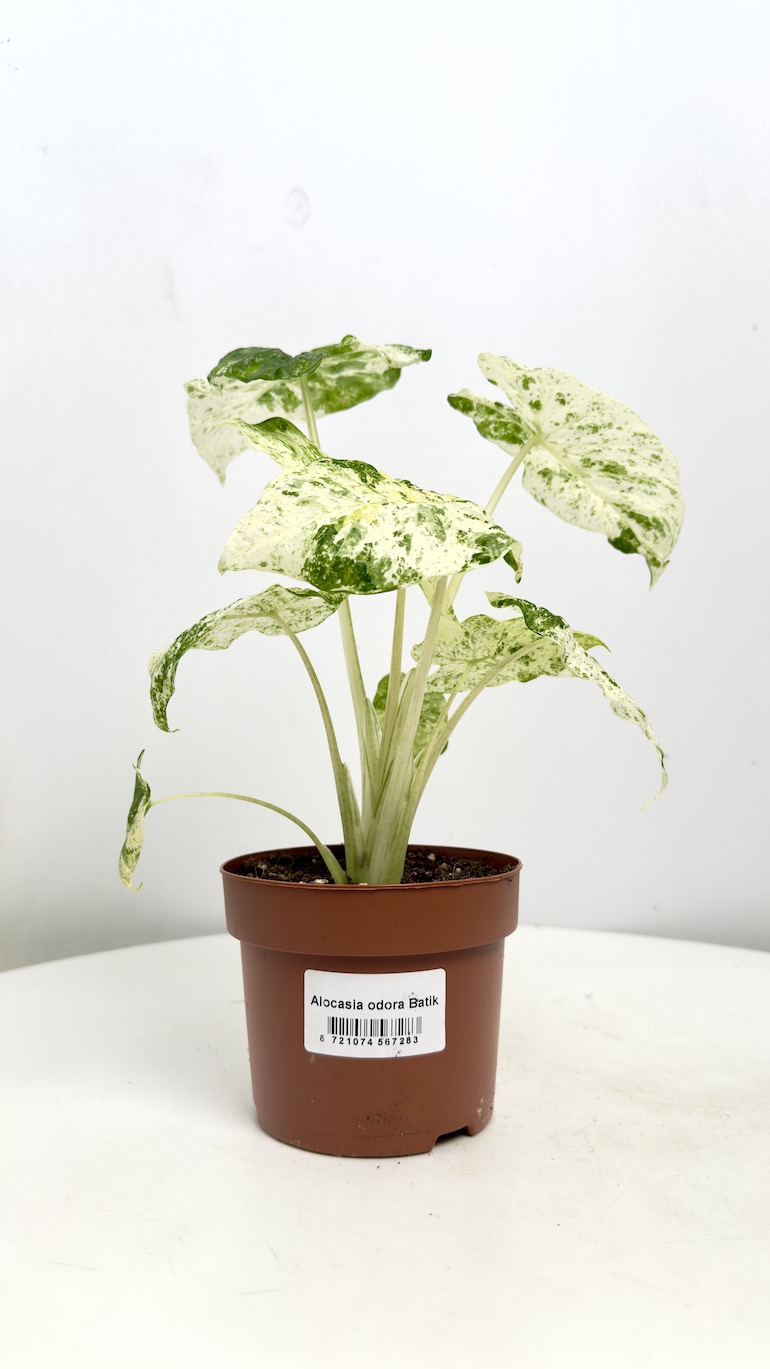 Alocasia Odora Batik Variegata