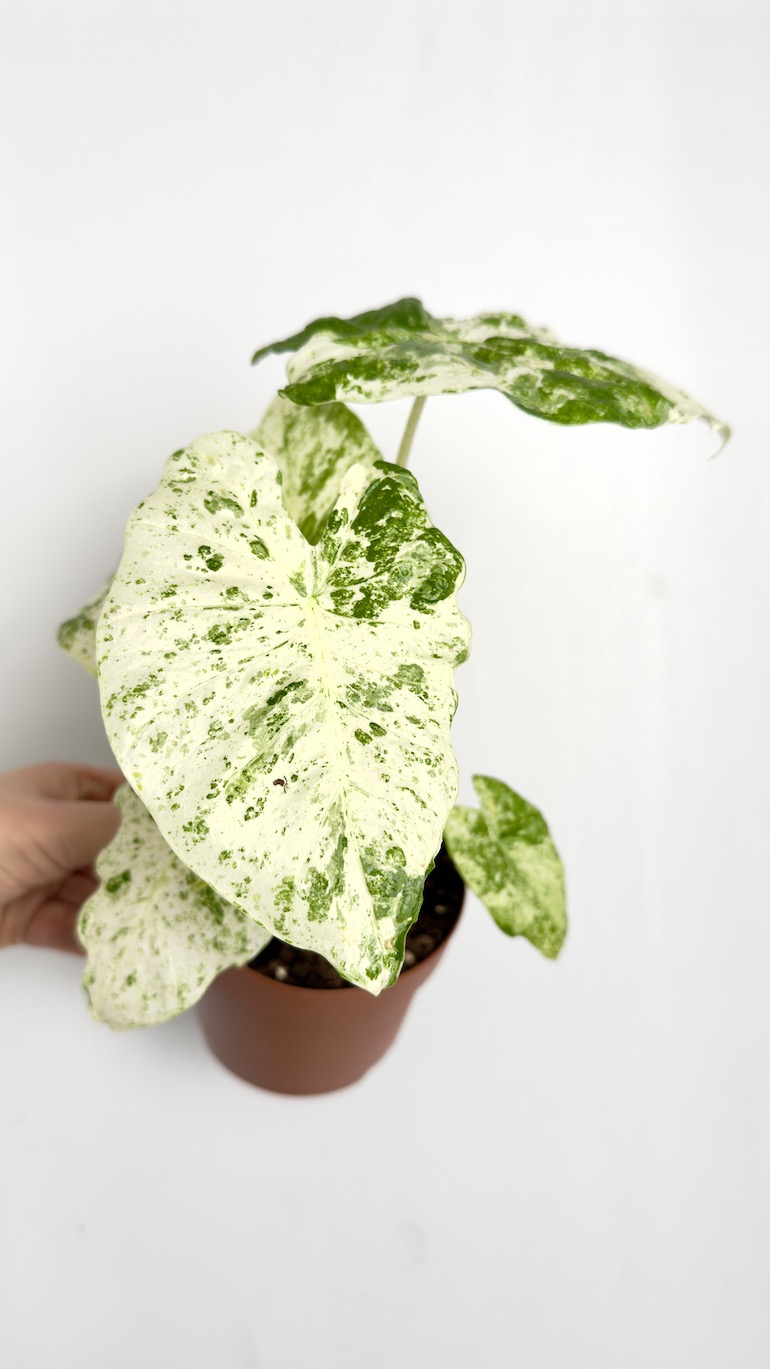 Alocasia Odora Batik Variegata