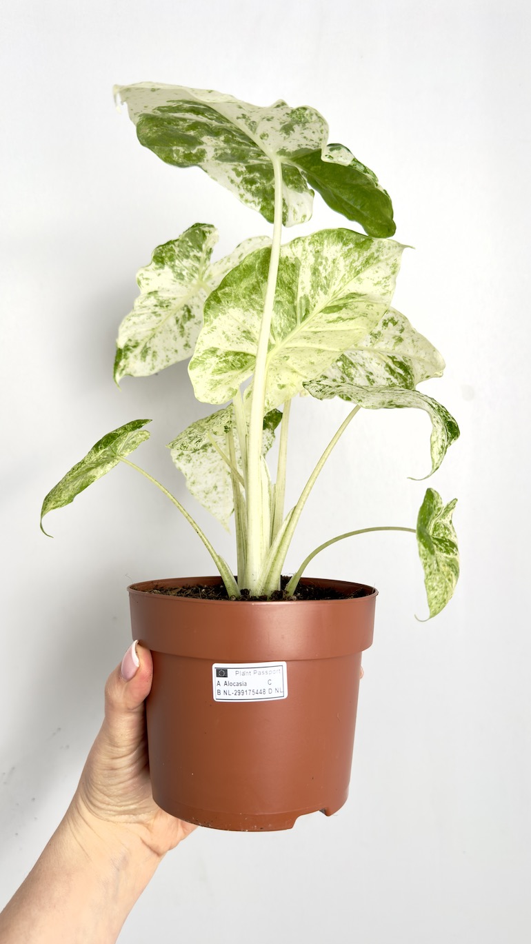 Alocasia Odora Batik Variegata
