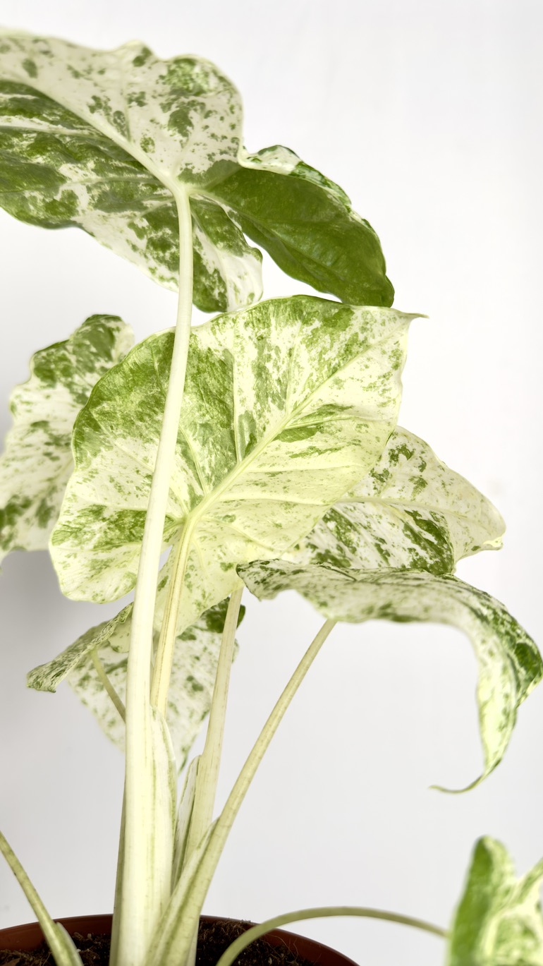 Alocasia Odora Batik Variegata
