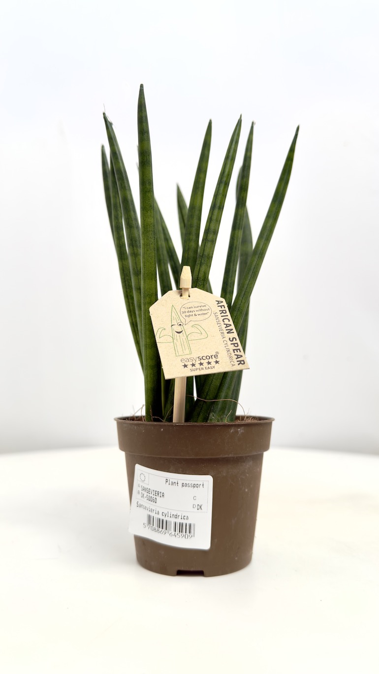 Sansevieria cylindrica Spaghetti