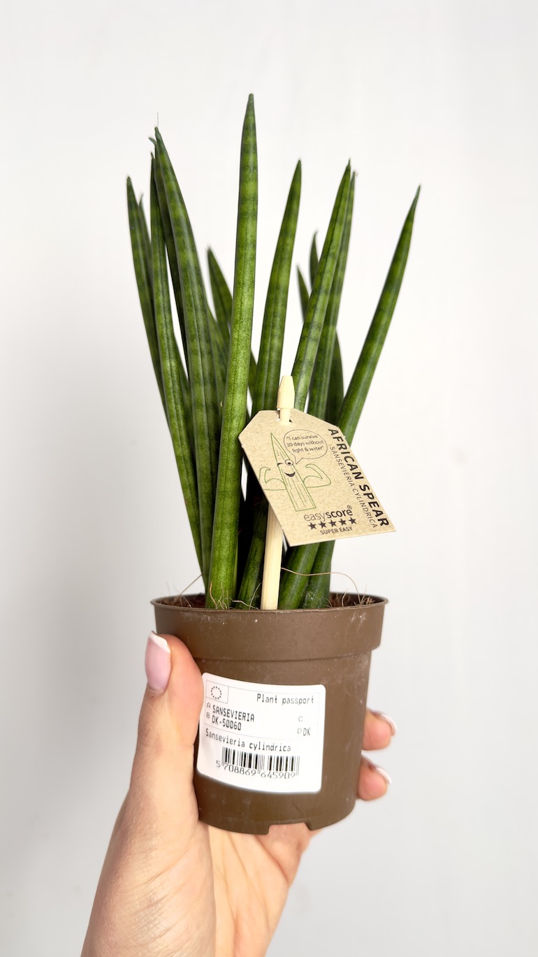 Sansevieria cylindrica Spaghetti
