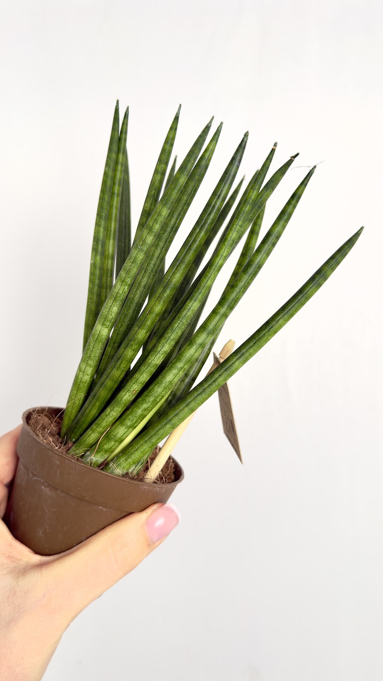 Sansevieria cylindrica Spaghetti