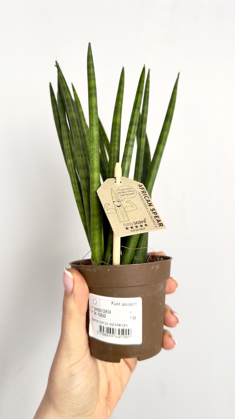 Sansevieria cylindrica Spaghetti