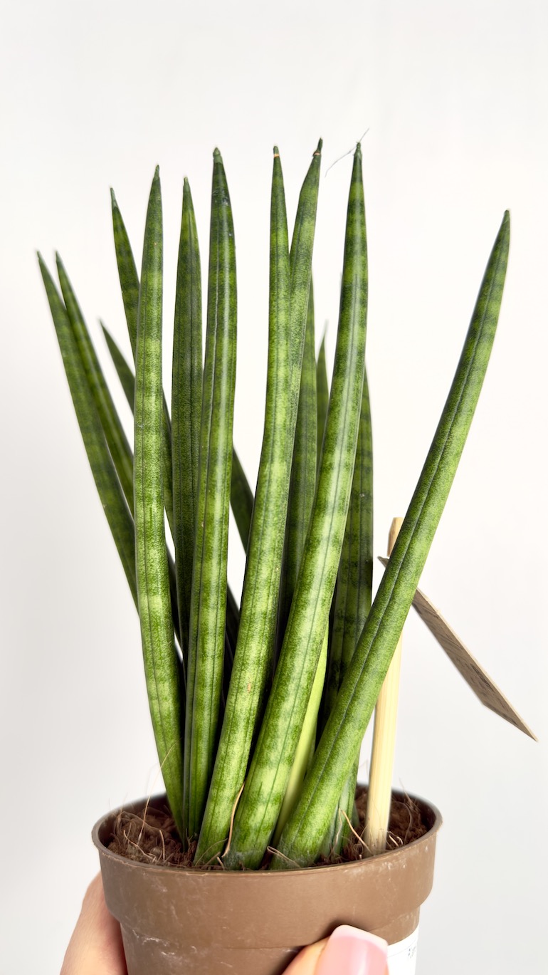 Sansevieria cylindrica Spaghetti