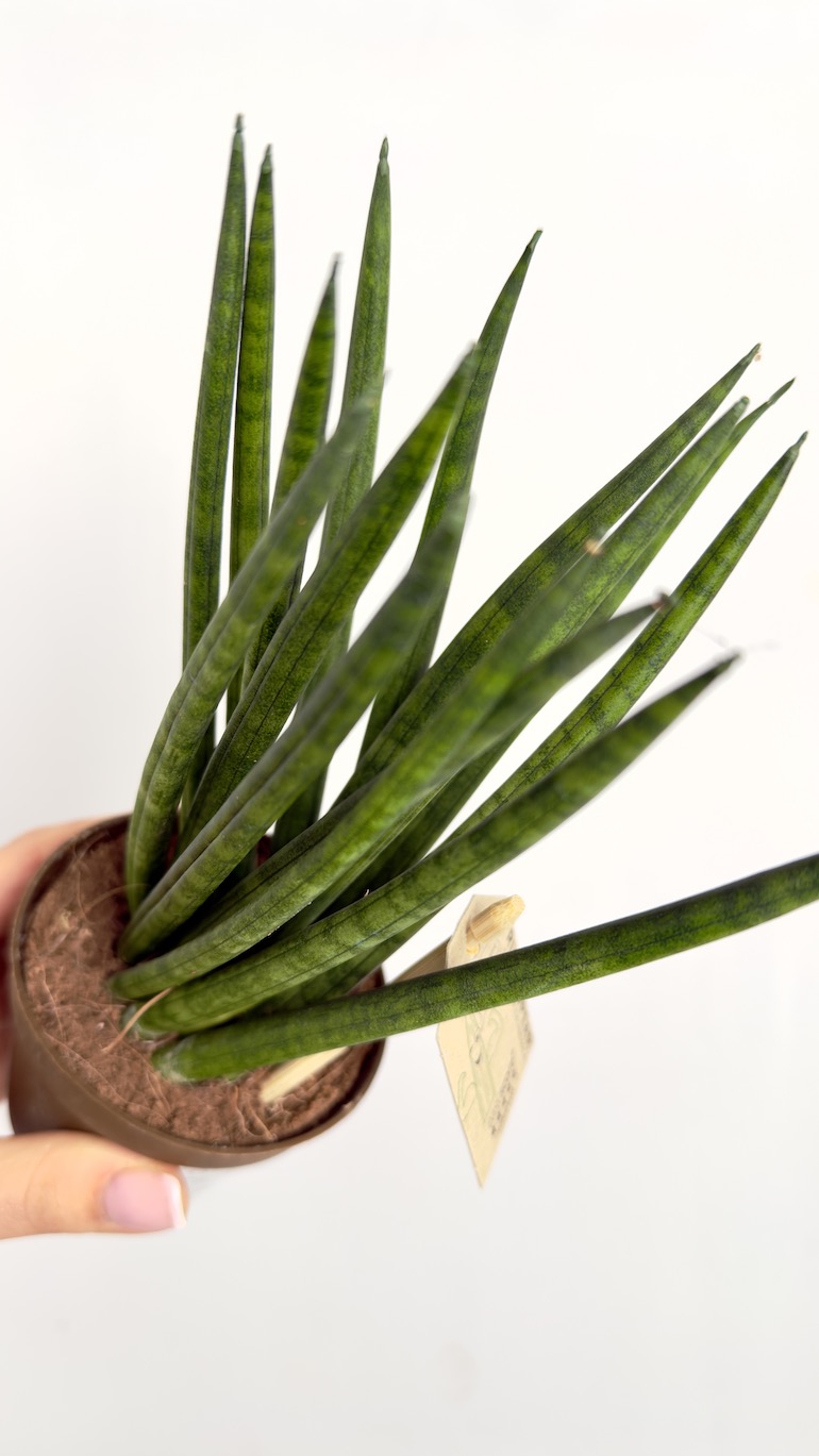 Sansevieria cylindrica Spaghetti