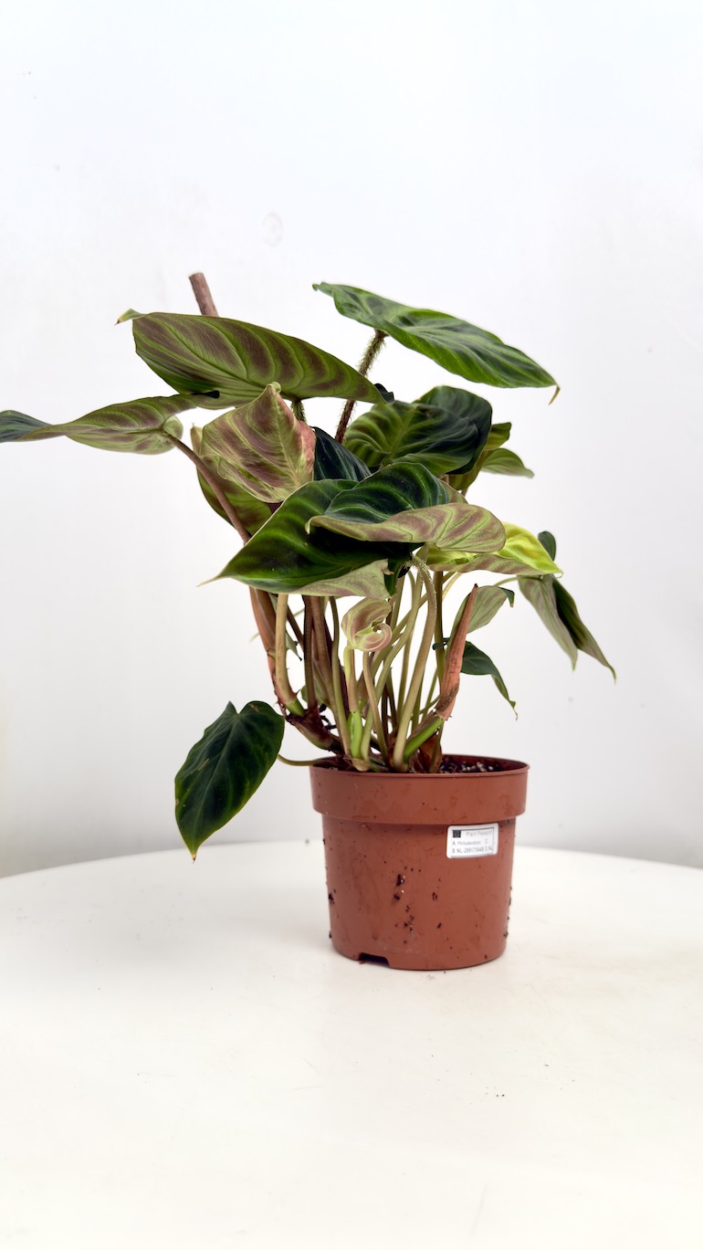 Philodendron Verrucosum