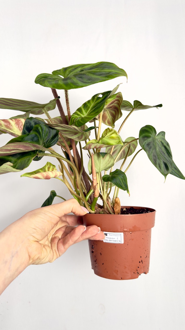 Philodendron Verrucosum