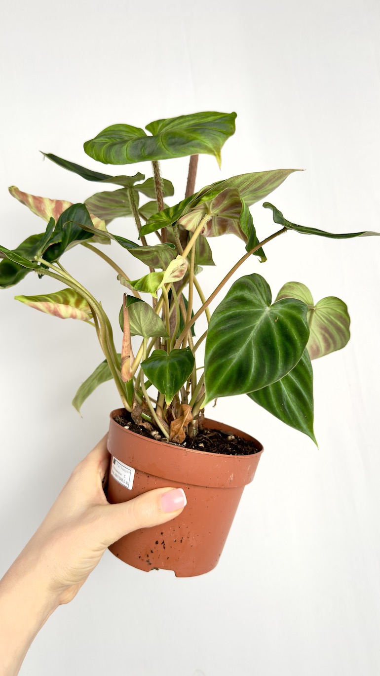 Philodendron Verrucosum
