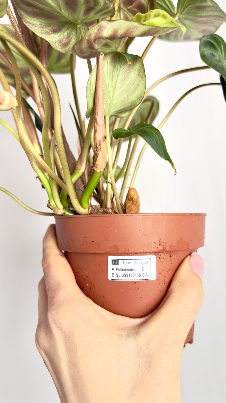 Philodendron Verrucosum