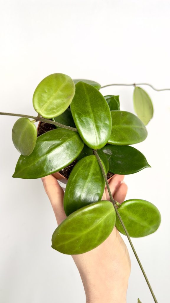 Hoya Vangviengiensis