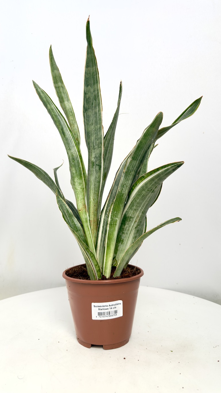 Sansevieria Aubrytiana Marlowe
