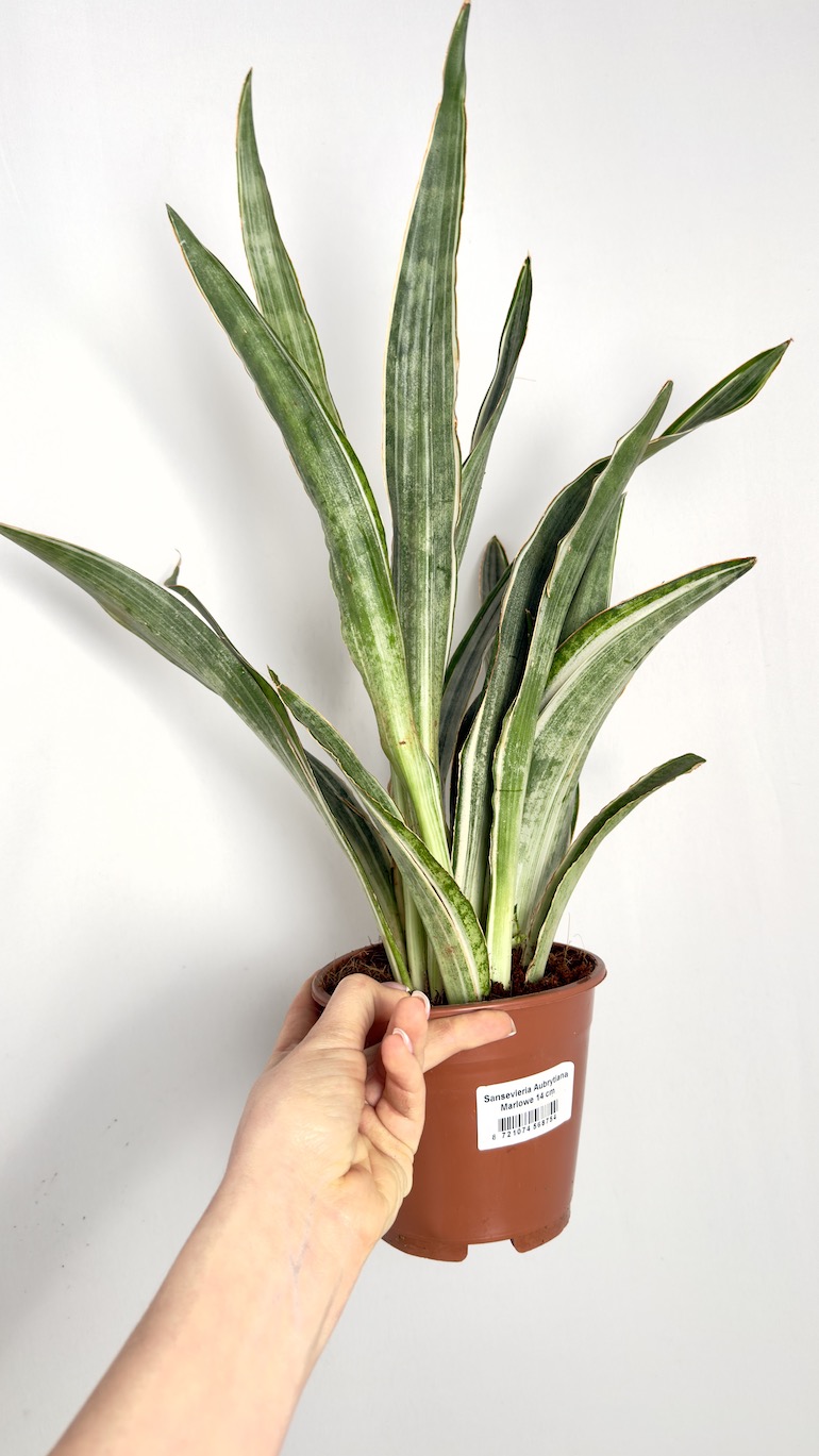 Sansevieria Aubrytiana Marlowe