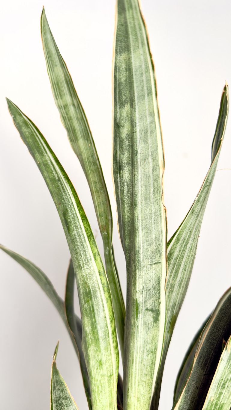 Sansevieria Aubrytiana Marlowe