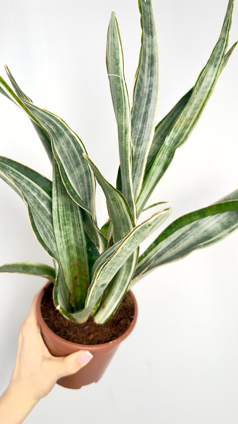 Sansevieria Aubrytiana Marlowe
