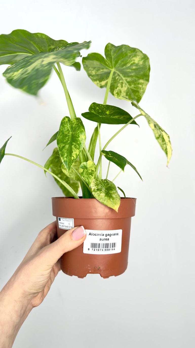 Alocasia Gageana Aurea