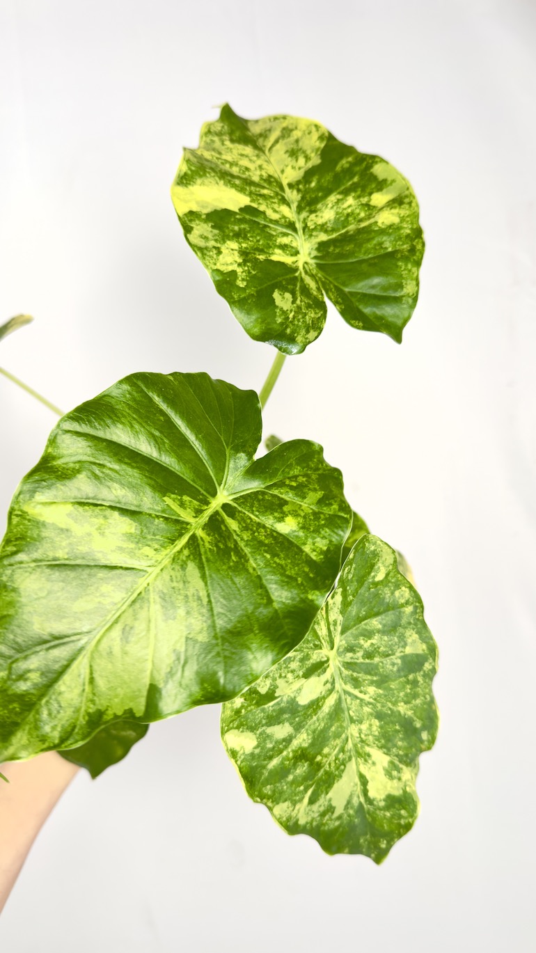 Alocasia Gageana Aurea