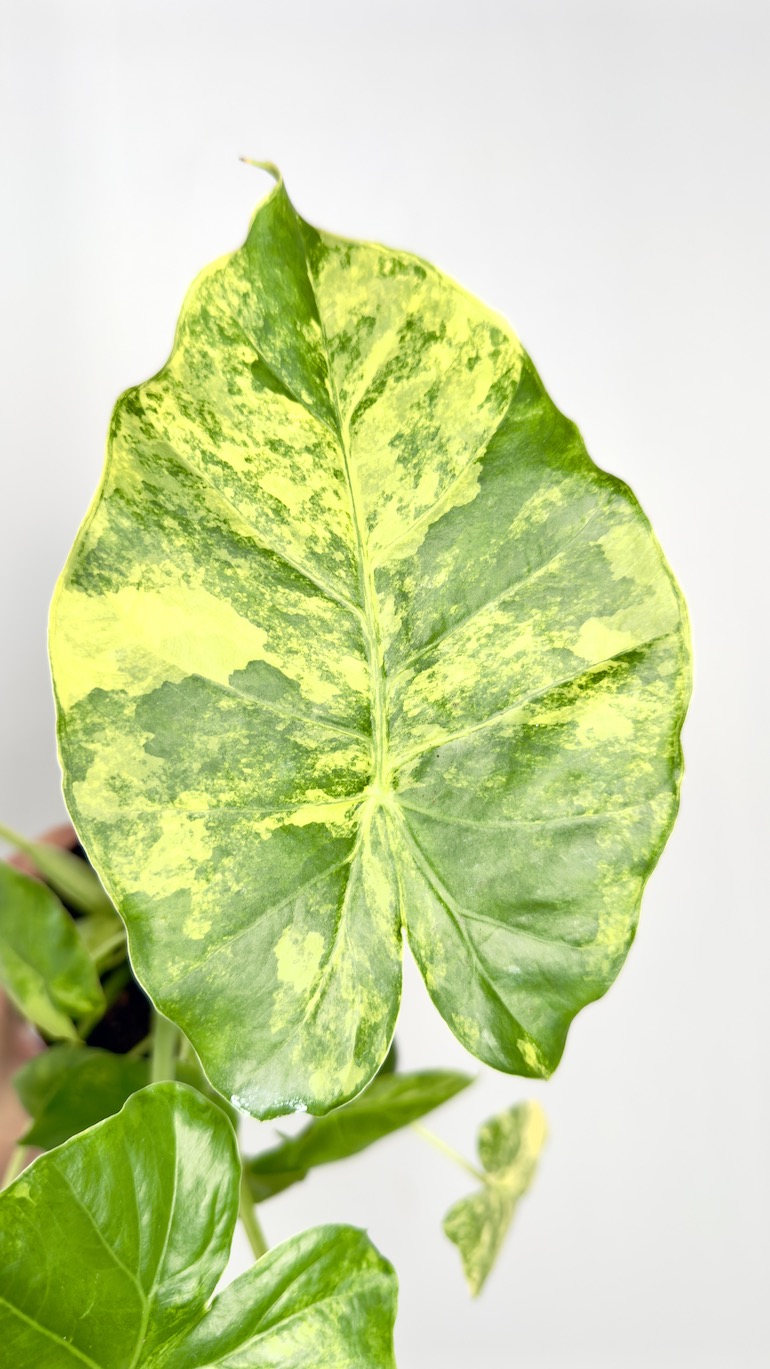 Alocasia Gageana Aurea