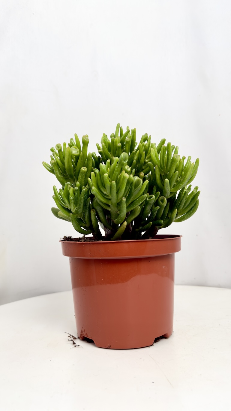 Crassula Hobbit