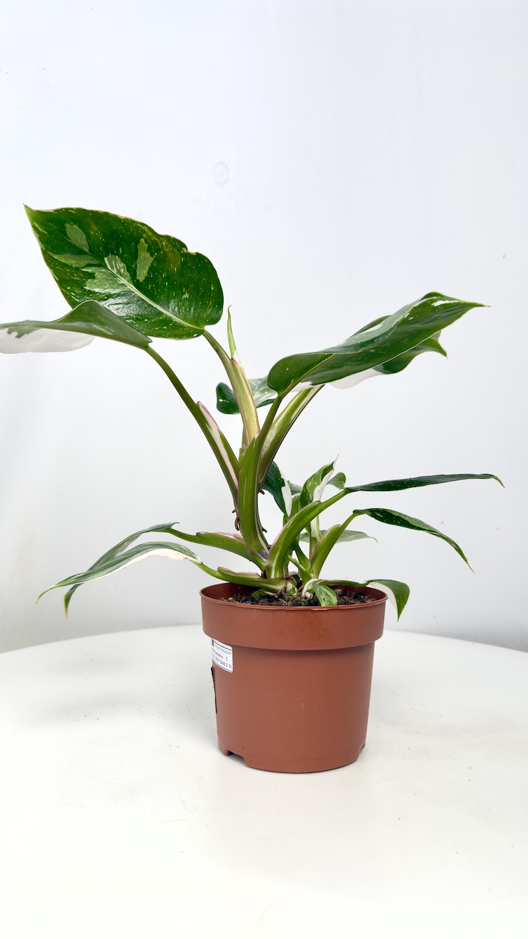 Philodendron White Princess
