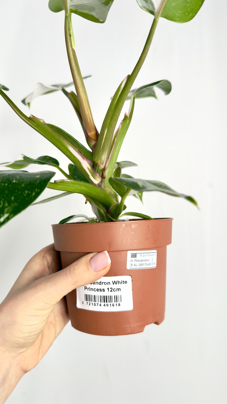 Philodendron White Princess