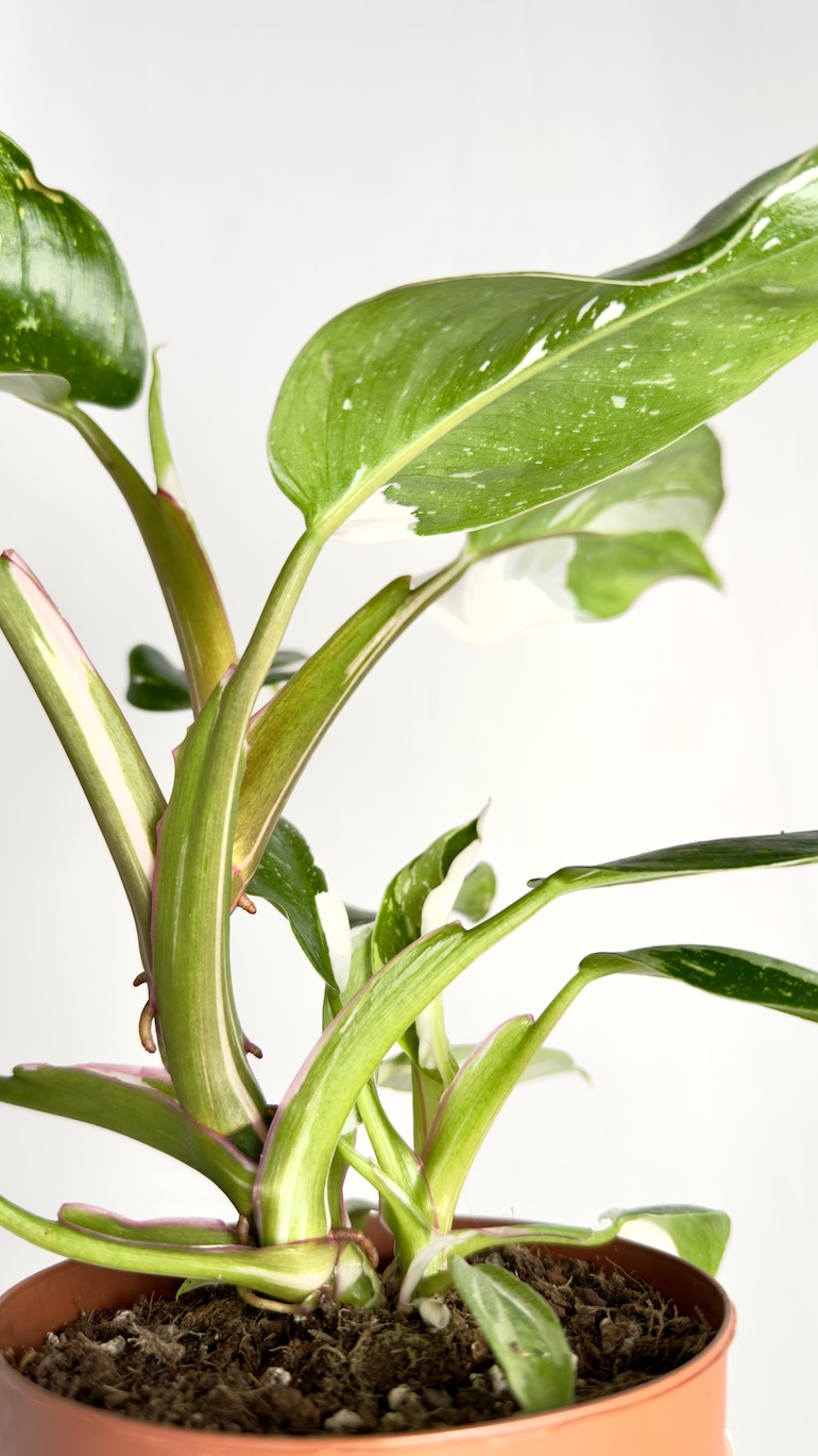Philodendron White Princess