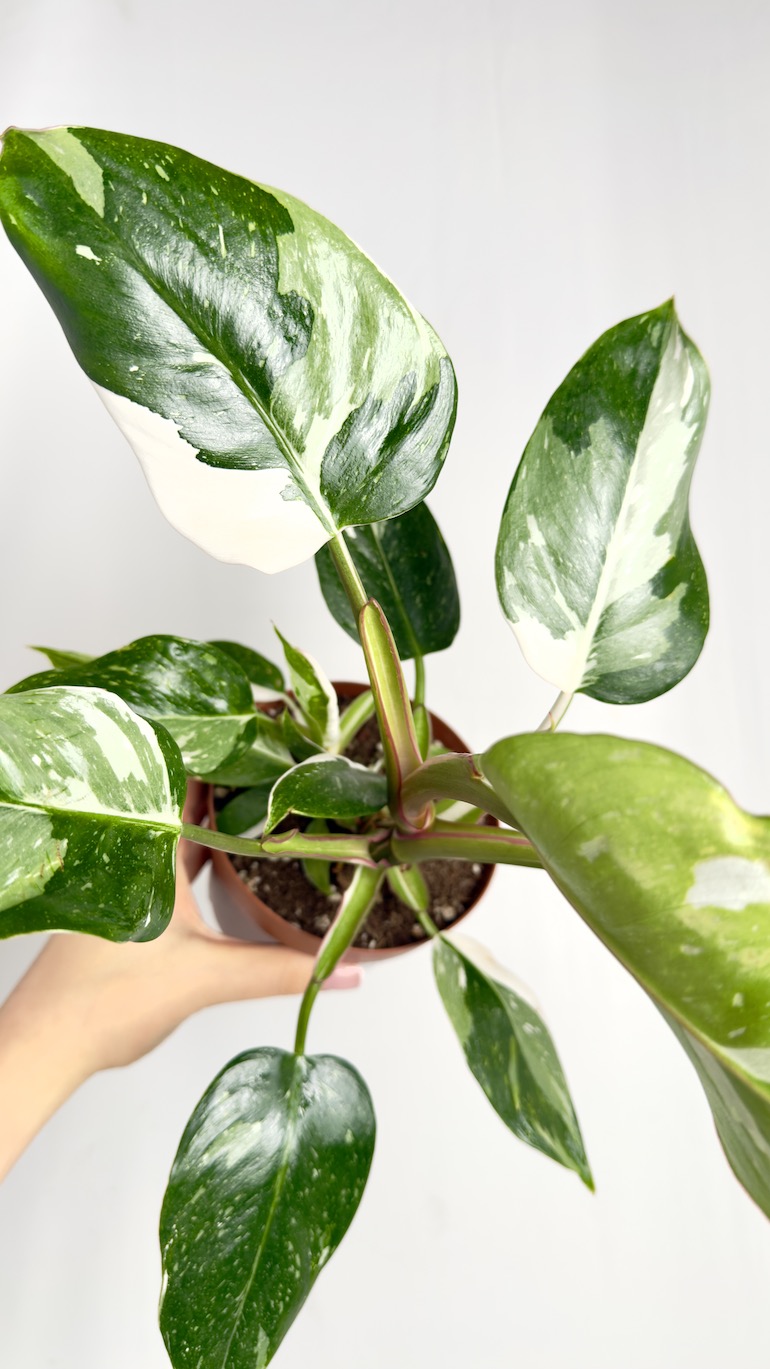 Philodendron White Princess