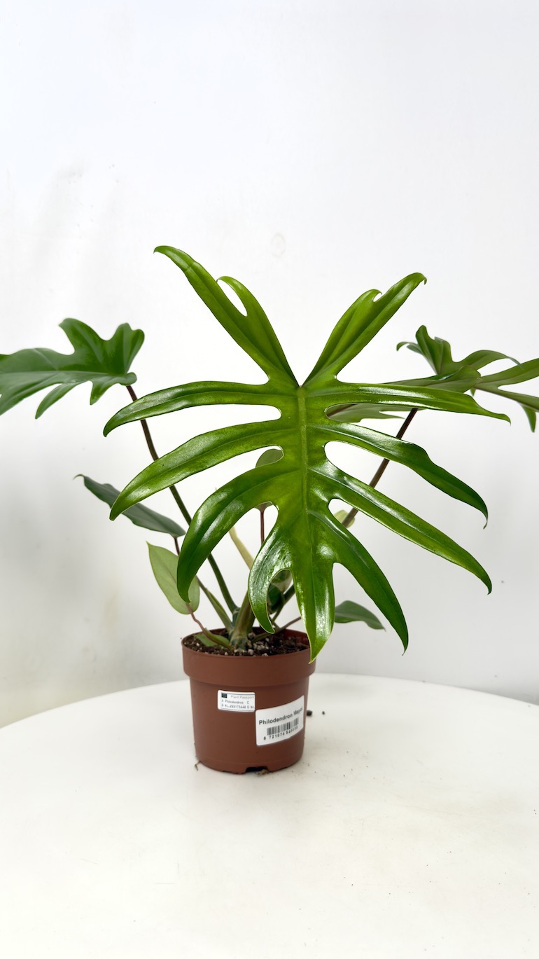 Philodendron Mayoi
