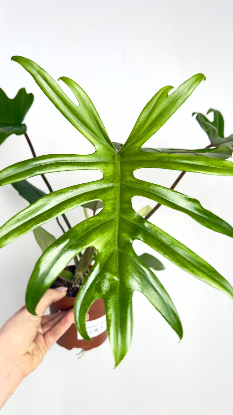 Philodendron Mayoi
