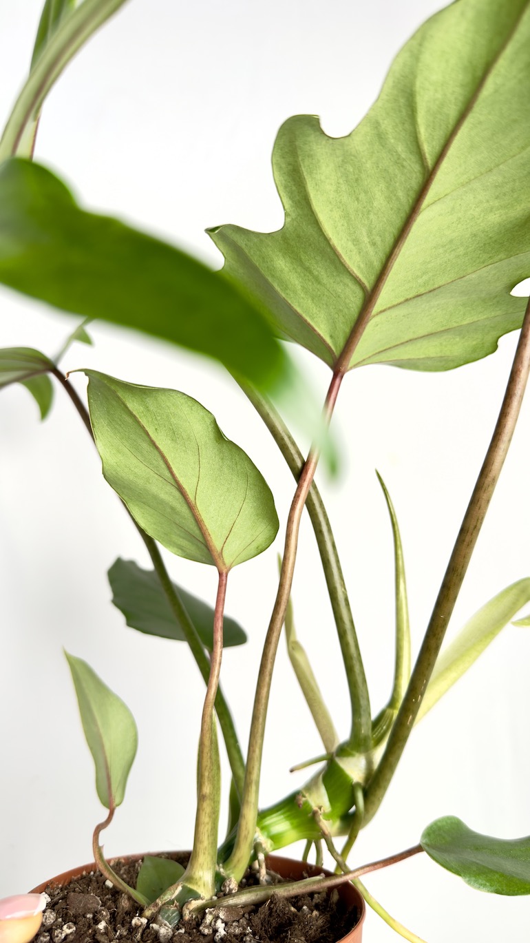 Philodendron Mayoi