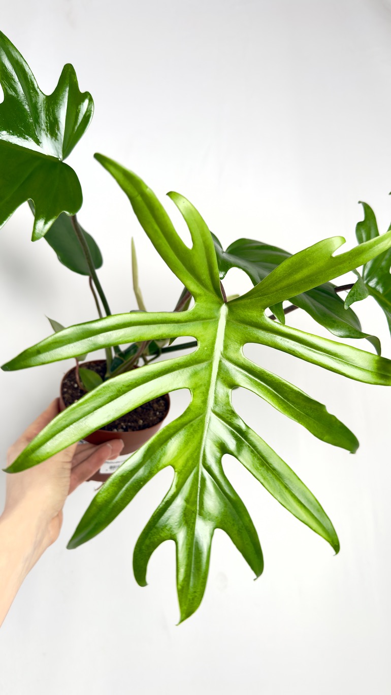 Philodendron Mayoi