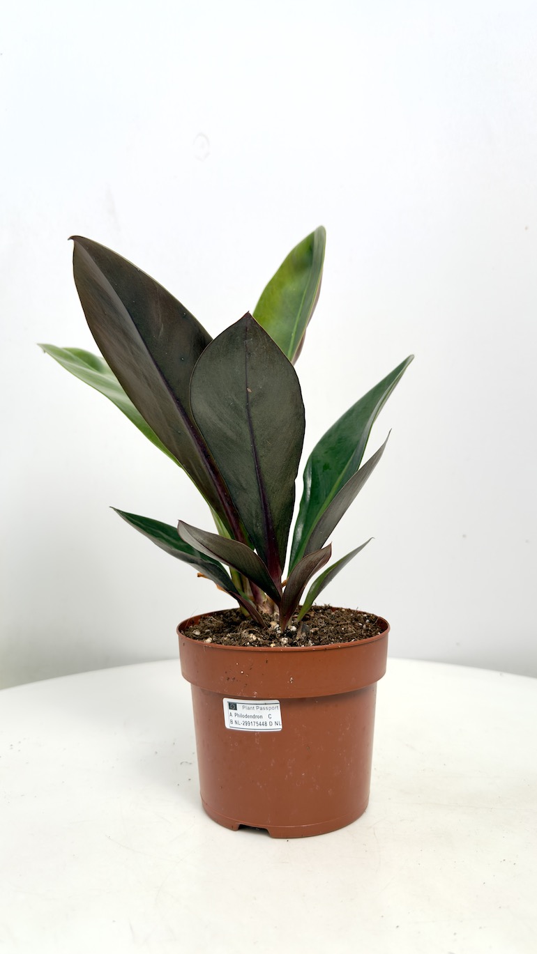 Philodendron linnaei (Kunth)