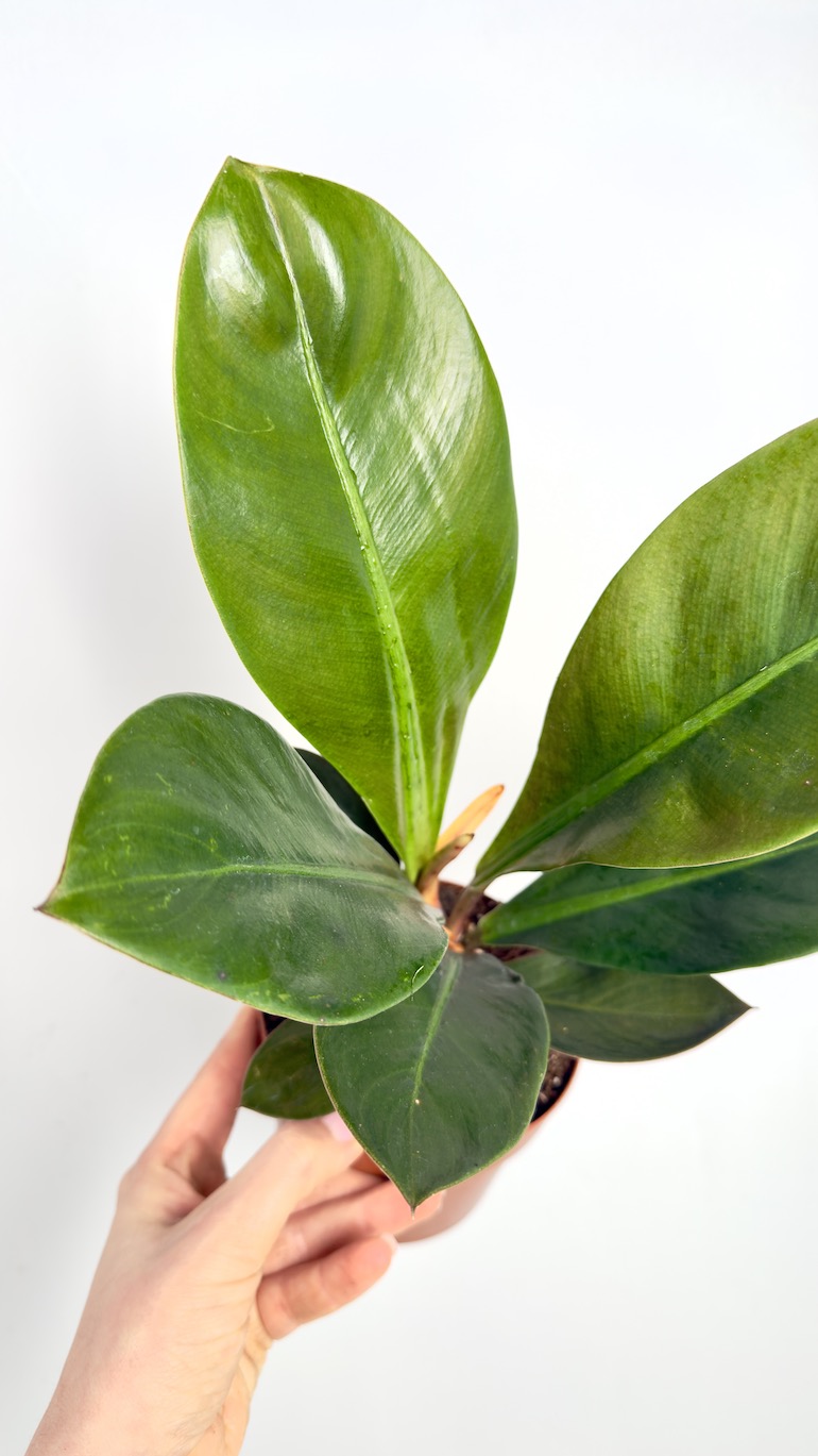 Philodendron linnaei (Kunth)