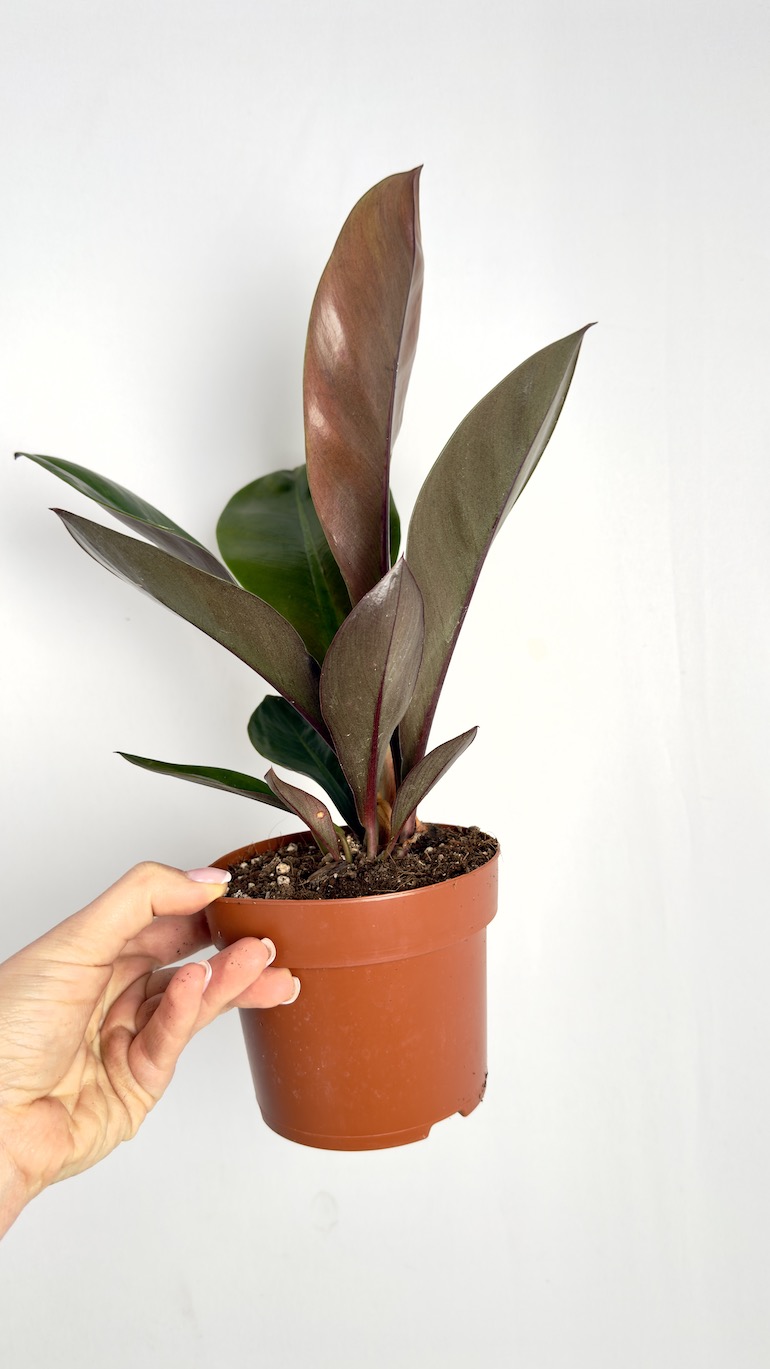 Philodendron linnaei (Kunth)
