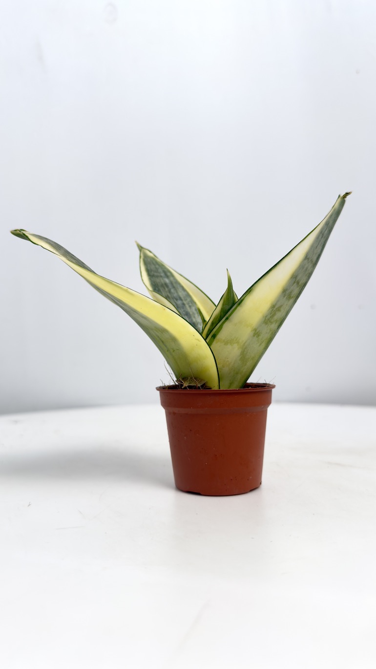 Sansevieria Hahnii Solid Gold