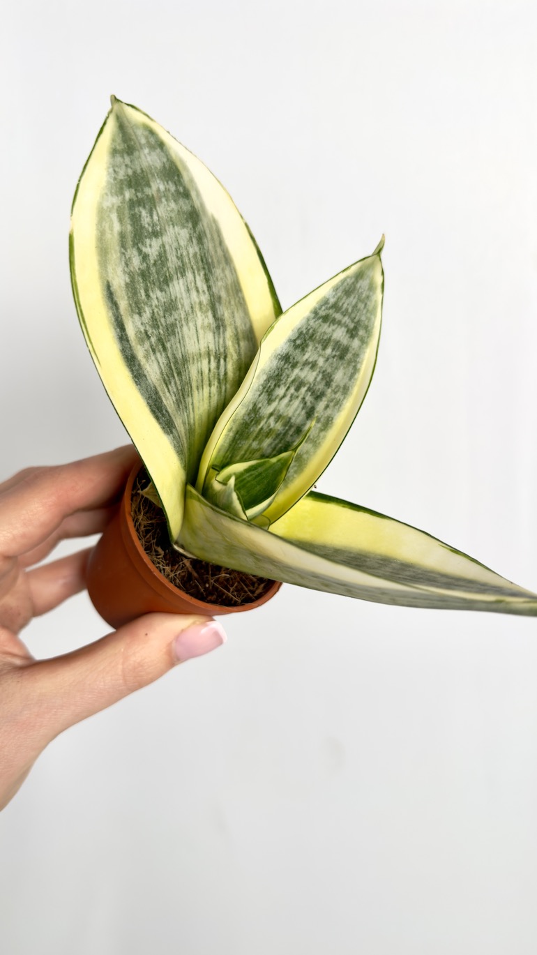 Sansevieria Hahnii Solid Gold