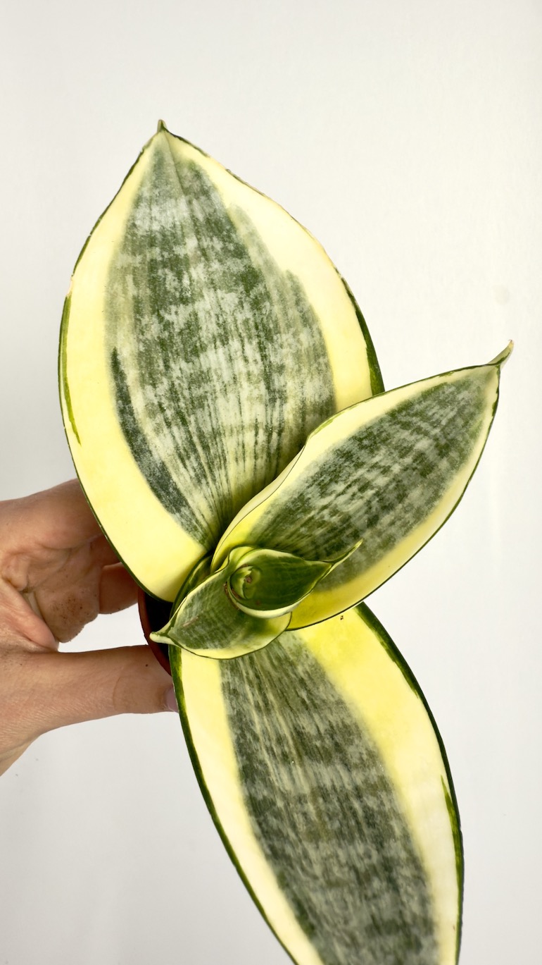 Sansevieria Hahnii Solid Gold